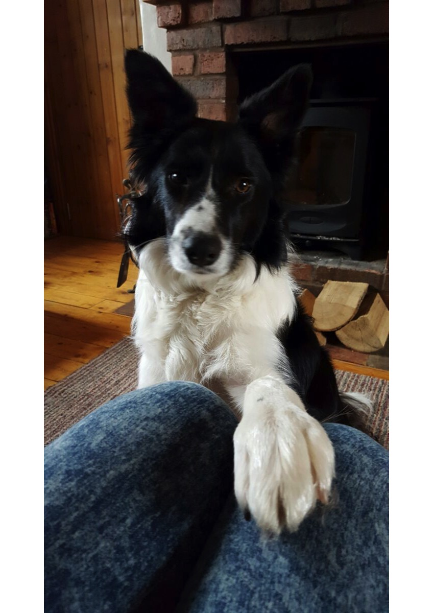 Border collies needing hot sale homes in yorkshire